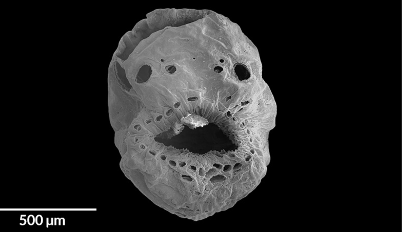 MidoliSTRUM×PERVERSEYEONTHEWORLD Was This Half-Billion-Year-Old Wrinkled Sack With No Anus